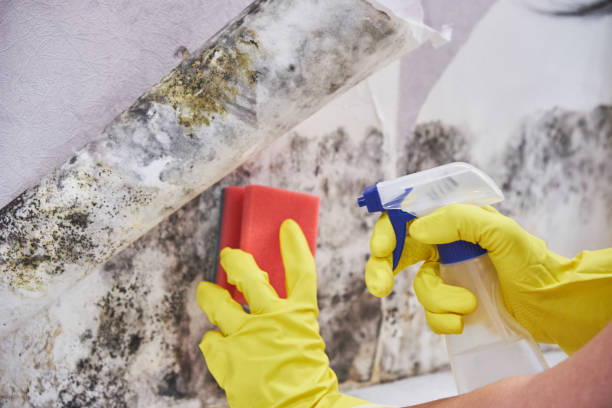 Travelers Rest, SC Mold Removal & Remediation Company